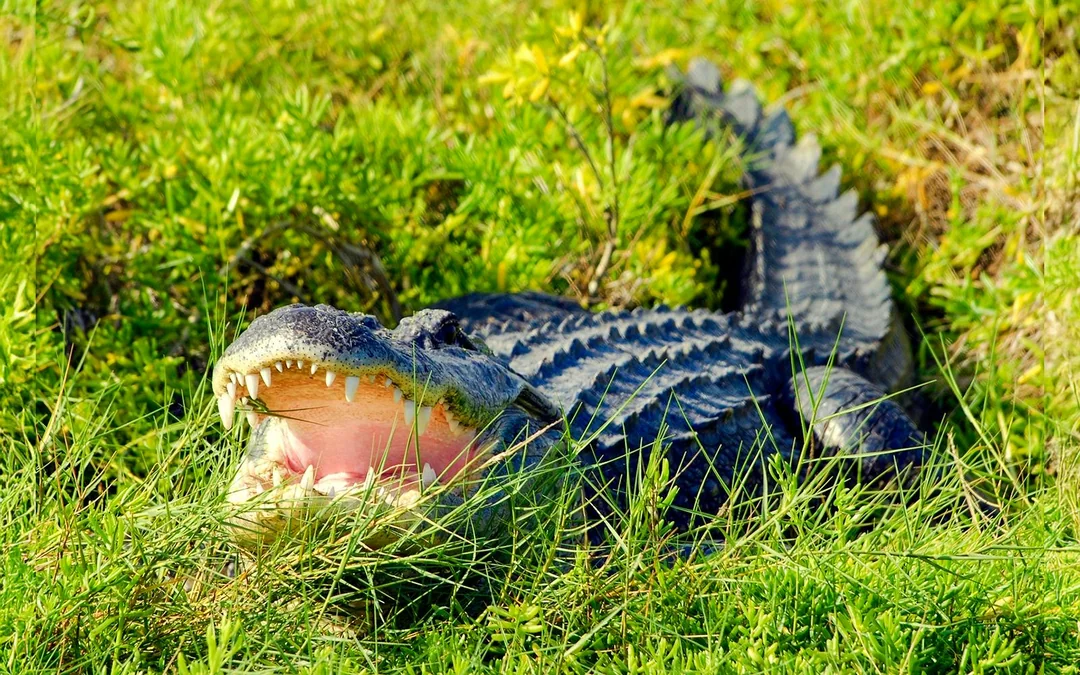 Orlando: Wild Florida Airboat Tour with Gator Park Tickets Image 3