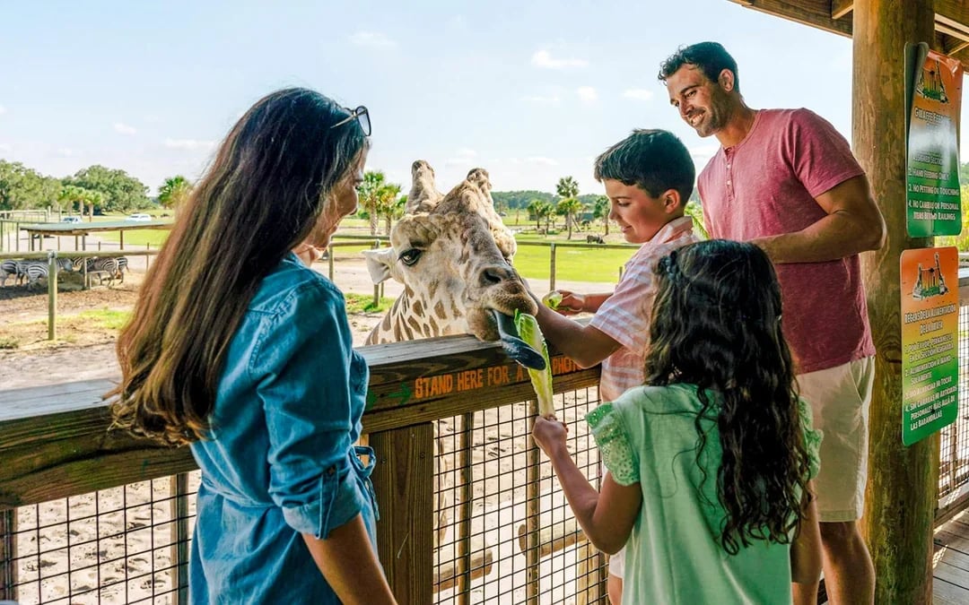 Orlando: Wild Florida Airboat Tour with Gator Park Tickets Image 7