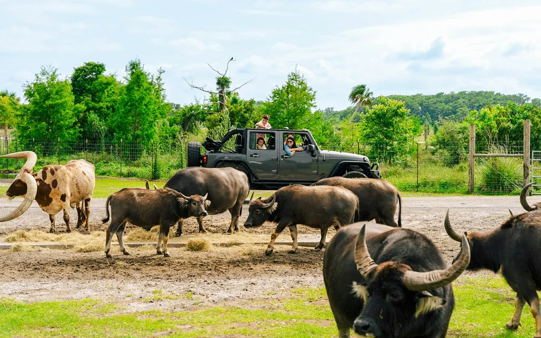 Orlando: Wild Florida Airboat Tour with Gator Park Tickets Image 10