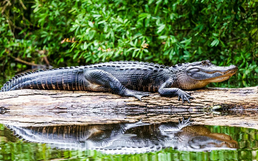Orlando: Wild Florida Airboat Tour with Wildlife Park & Transportation from Orlando Image 3