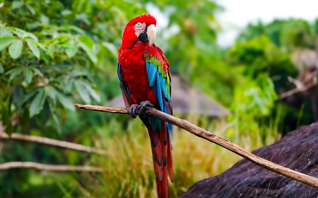 Orlando: Wild Florida Airboat Tour with Wildlife Park & Transportation from Orlando Image 5