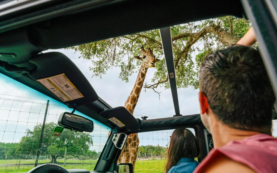 Orlando: Wild Florida Drive‑Thru Safari Park Image 2