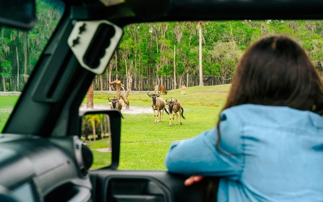 Orlando: Wild Florida Drive‑Thru Safari Park Image 8