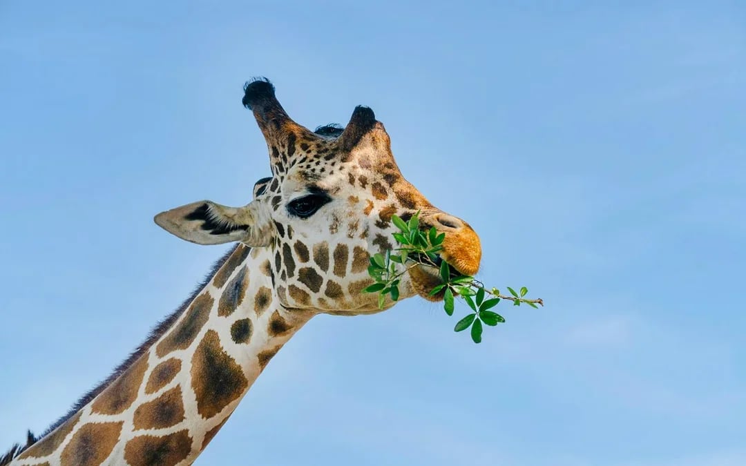 Orlando: Wild Florida Drive‑Thru Safari Park Image 9