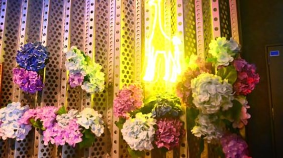 Osaka Dotonbori Night Tour – GIRAFFE NIGHTCLUB Admission Ticket