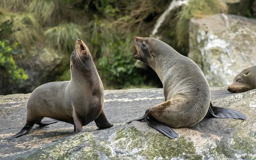 Overnight Milford Sound Cruise with Dinner & Activities Image 12