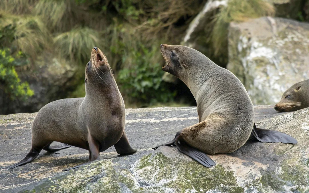 Overnight Milford Sound Cruise with Dinner & Activities Image 12