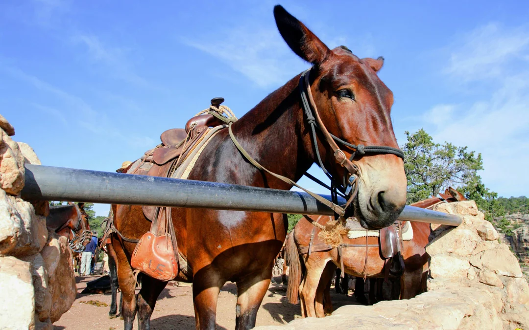 Page: 1 Hour Horseshoe Bend Trail Ride Image 6