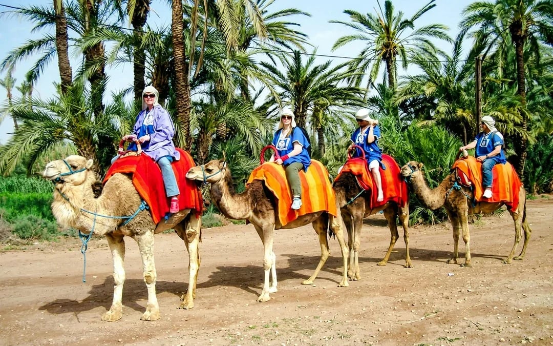 Palmeraie Camel and Quad Bike Rides with Hotel Transfers Image 1