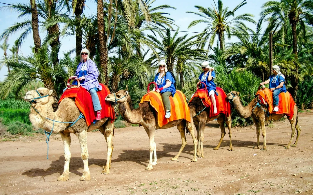 Palmeraie Camel and Quad Bike Rides with Hotel Transfers Image 1