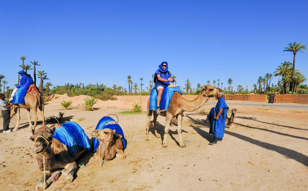 Palmeraie Camel Ride with Hotel Transfers Image 3