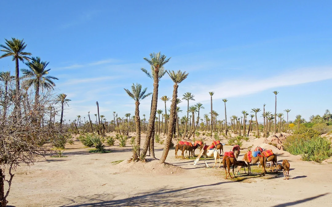 Palmeraie Camel Ride with Hotel Transfers Image 4
