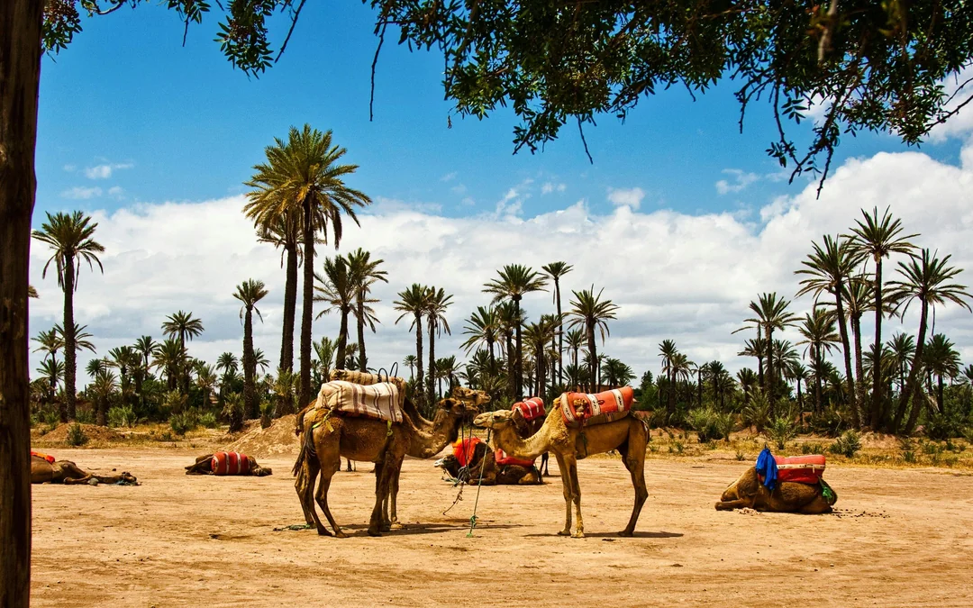 Palmeraie Camel Ride with Hotel Transfers Image 7