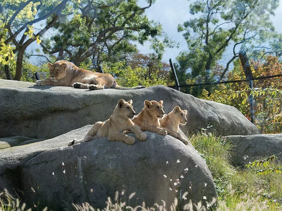 Paris Zoological Park: Entry Ticket | France