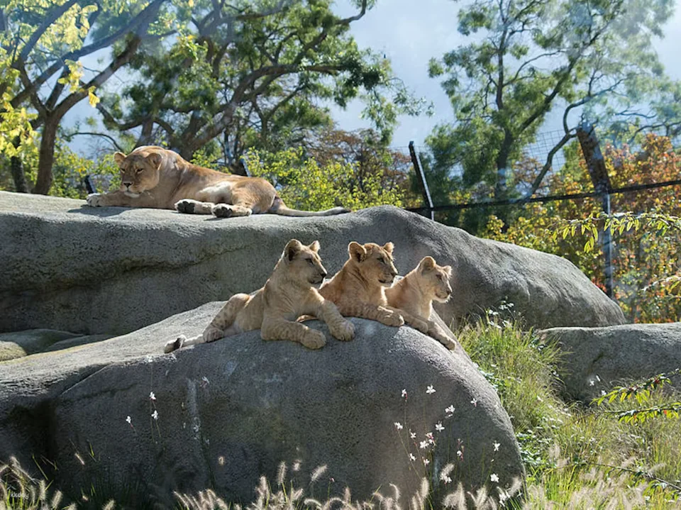 Paris Zoological Park: Entry Ticket | France
