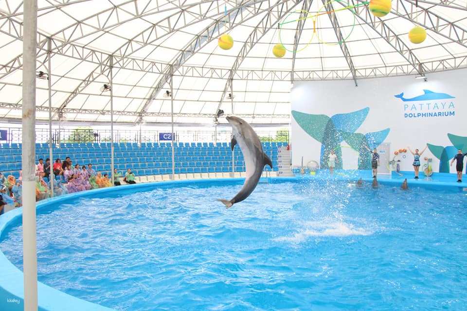 Pattaya Dolphinarium Ticket | Thailand