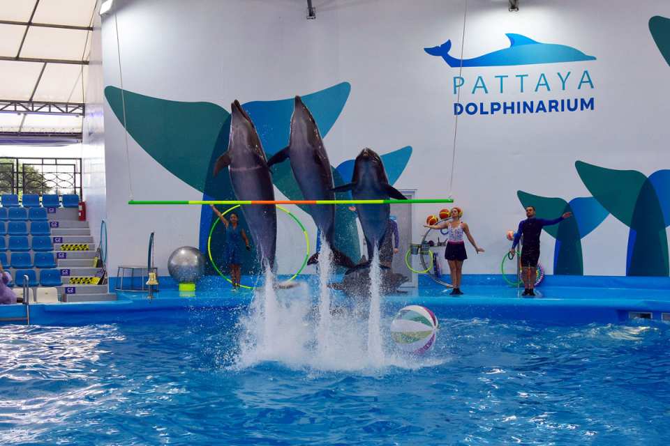 Pattaya Dolphinarium Ticket | Thailand