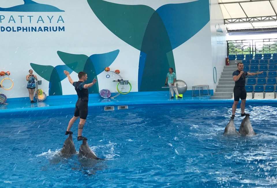 Pattaya Dolphinarium Ticket | Thailand
