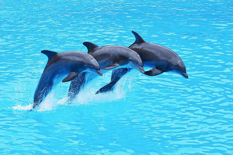 Pattaya Dolphinarium Ticket | Thailand
