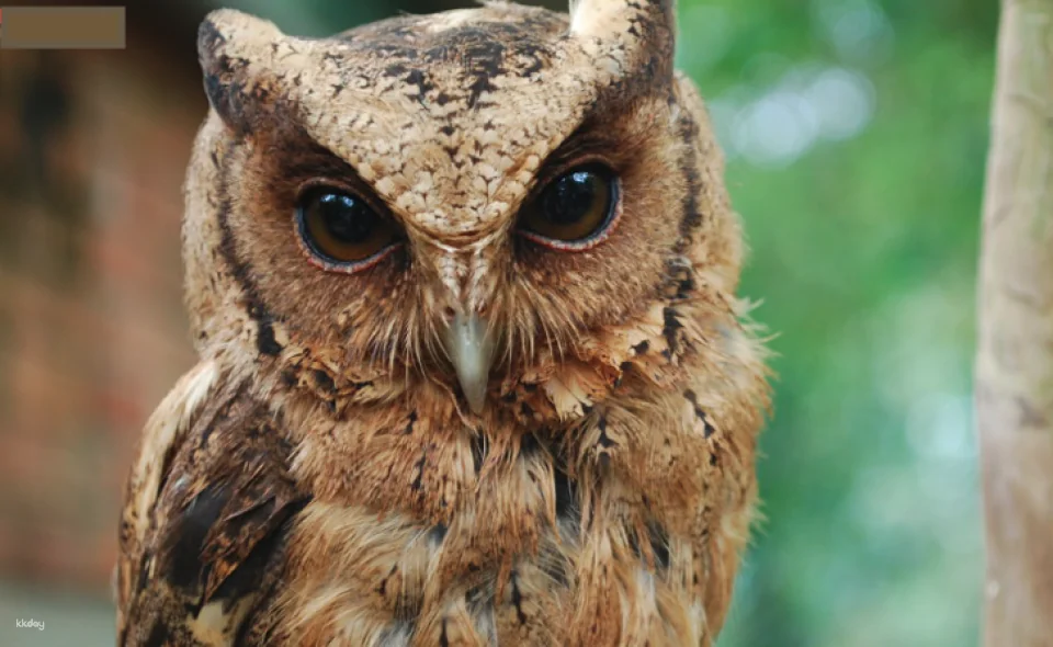 Penang Bird Park Ticket | Malaysia
