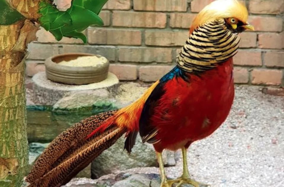 Penang Bird Park Ticket | Malaysia