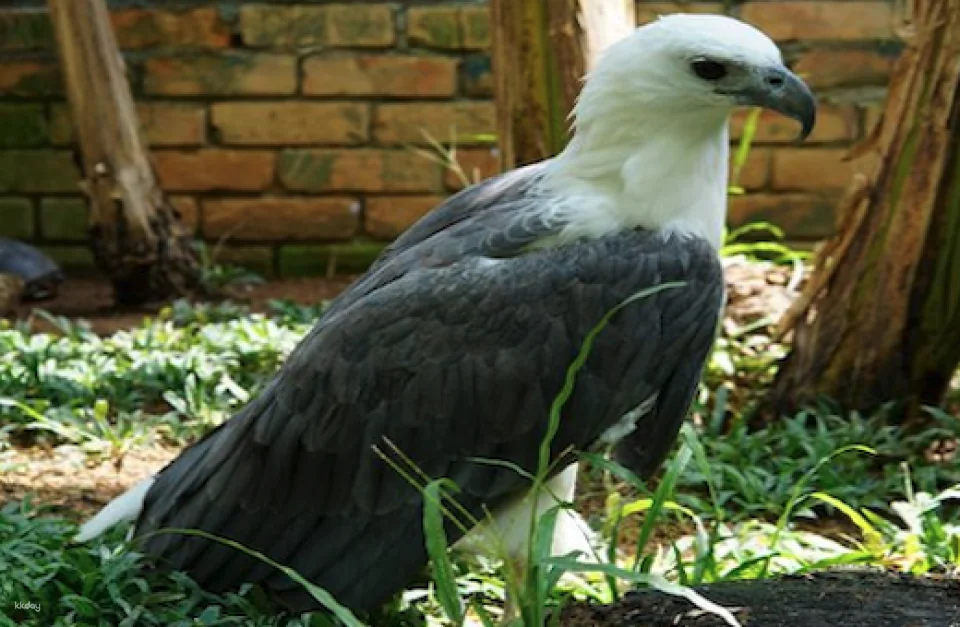 Penang Bird Park Ticket | Malaysia