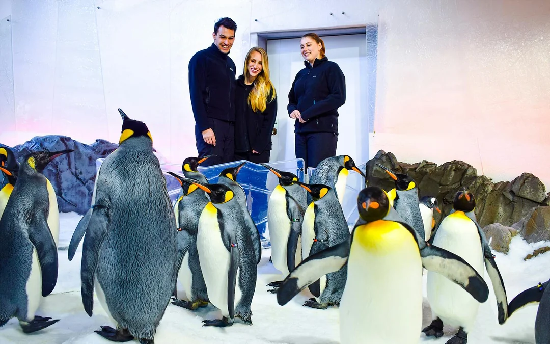 Penguin Passport Tickets: Guided Encounter at SEA LIFE Melbourne Aquarium Image 1