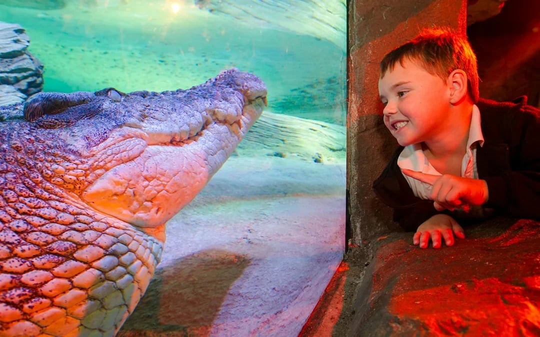 Penguin Passport Tickets: Guided Encounter at SEA LIFE Melbourne Aquarium Image 11