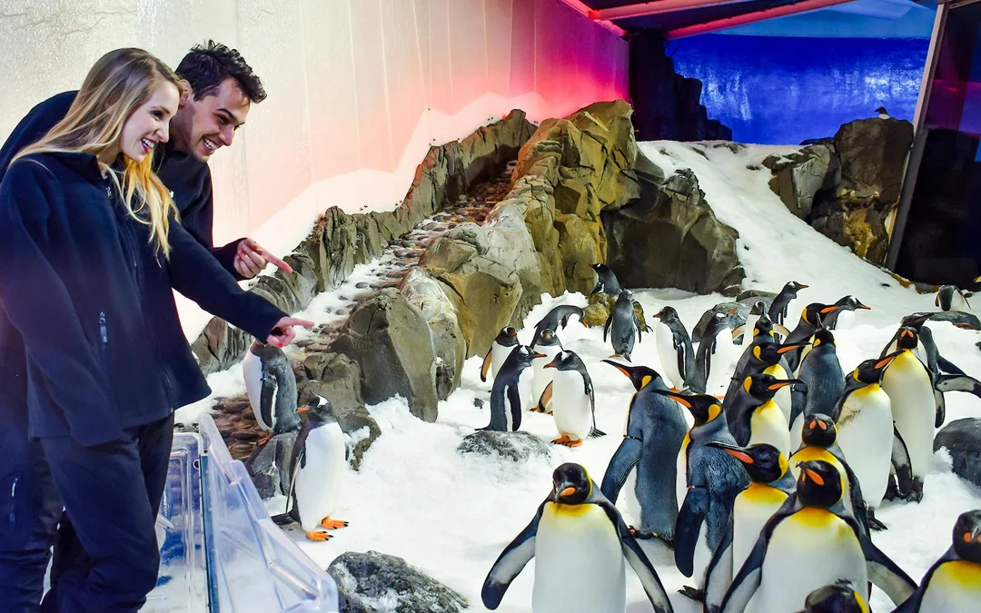 Penguin Passport Tickets: Guided Encounter at SEA LIFE Melbourne Aquarium Image 3