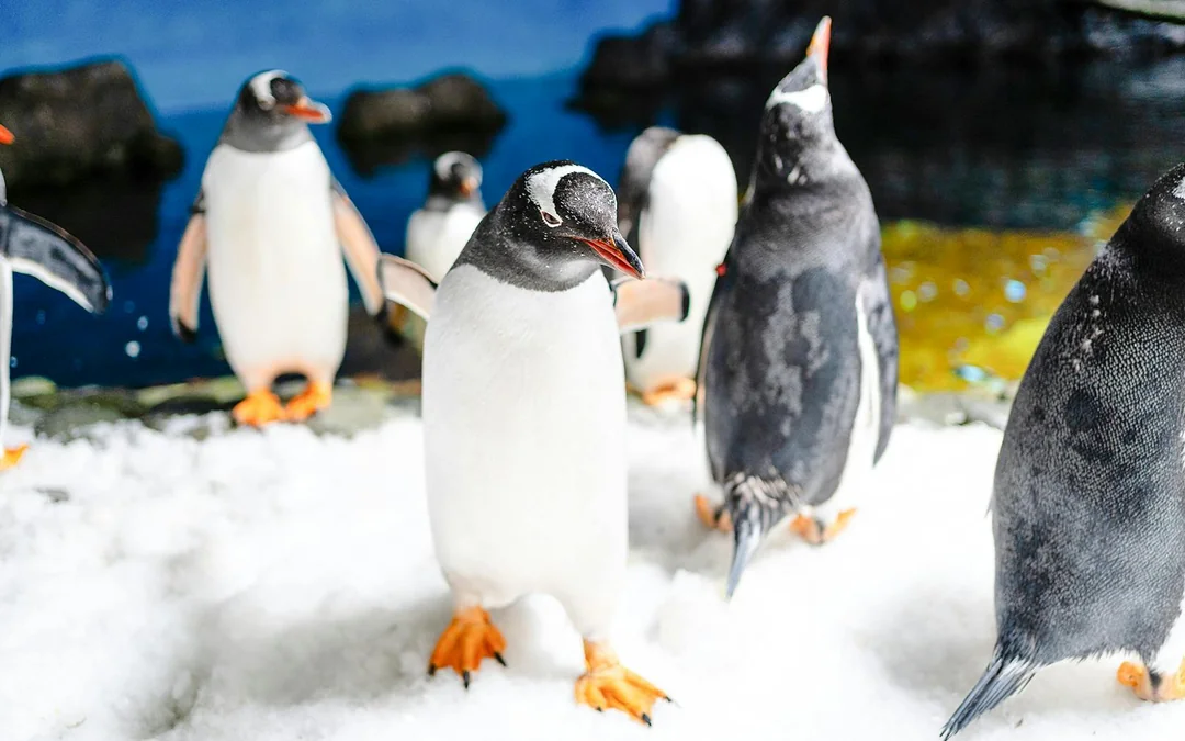 Penguin Passport Tickets: Guided Encounter at SEA LIFE Melbourne Aquarium Image 4