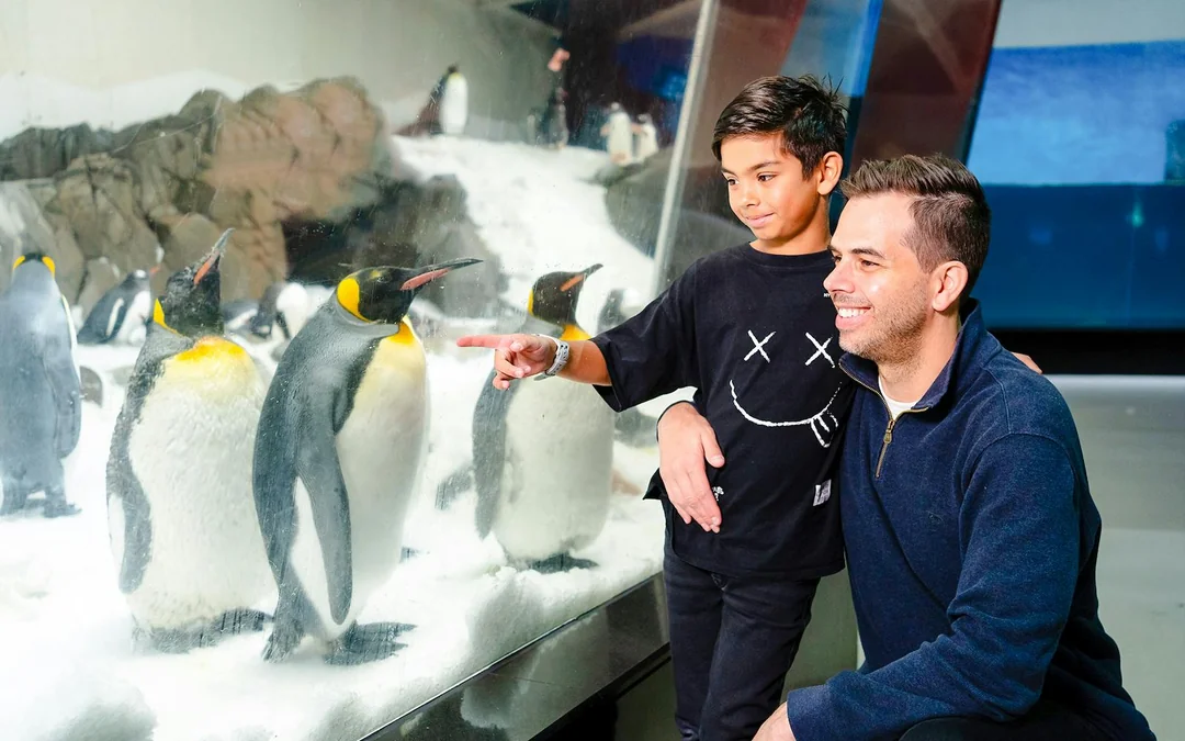Penguin Passport Tickets: Guided Encounter at SEA LIFE Melbourne Aquarium Image 5