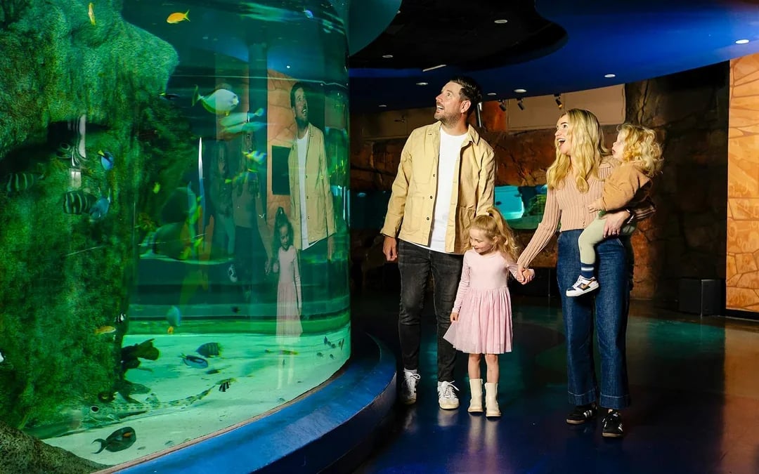 Penguin Passport Tickets: Guided Encounter at SEA LIFE Melbourne Aquarium Image 7