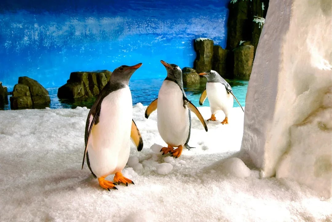 Penguin Passport Tickets: Guided Encounter at SEA LIFE Melbourne Aquarium Image 9
