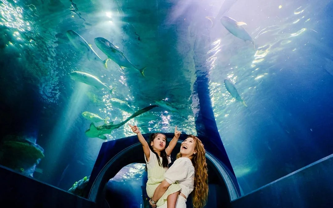 Penguin Passport Tickets: Guided Encounter at SEA LIFE Melbourne Aquarium Image 10
