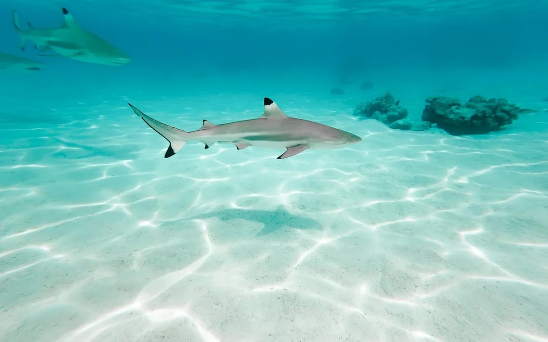 Phi Phi Islands Speedboat Tour: Maya Bay, Pileh Lagoon & Snorkeling Image 9