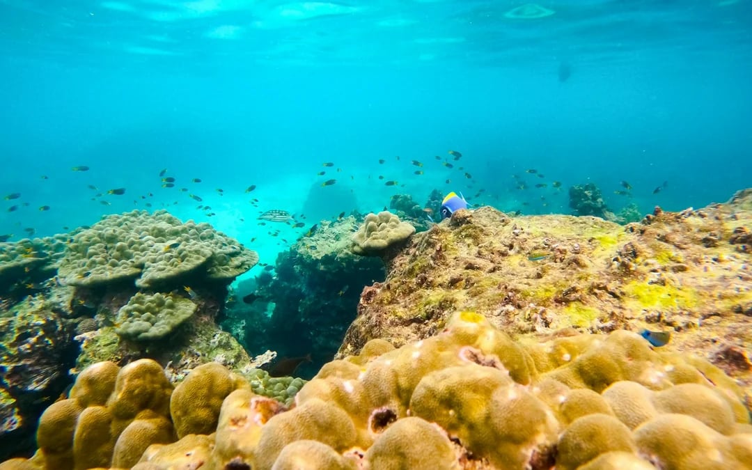 Phi Phi Islands Speedboat Tour: Maya Bay, Pileh Lagoon & Snorkeling Image 10