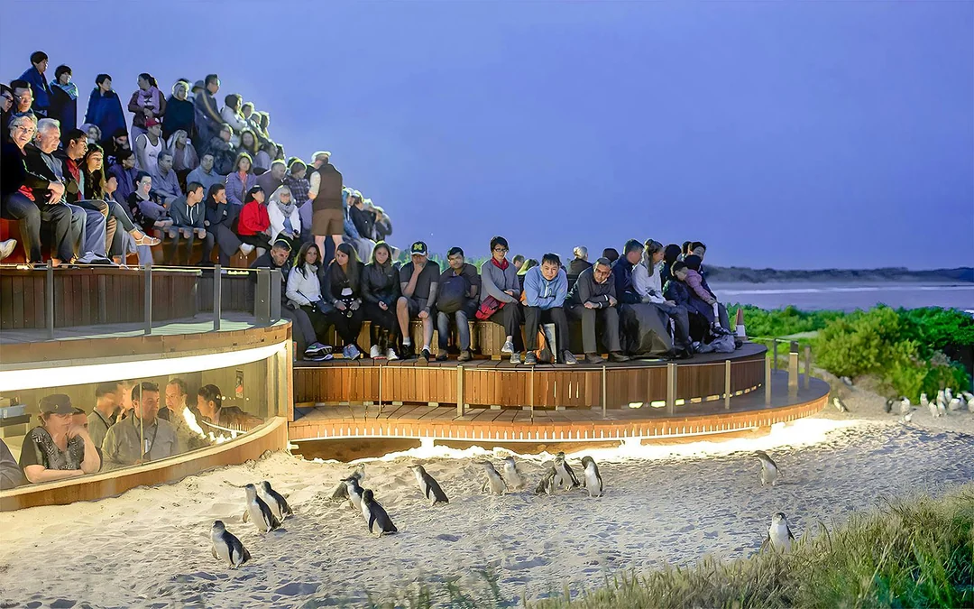 Phillip Island 3 Parks Pass: Penguin Parade, Koala Conservation Reserve & Churchill Island Image 2
