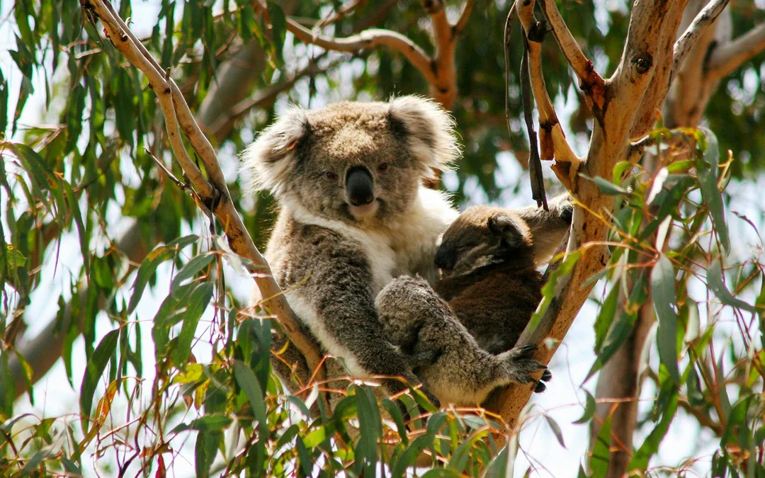 Phillip Island 3 Parks Pass: Penguin Parade, Koala Conservation Reserve & Churchill Island Image 4