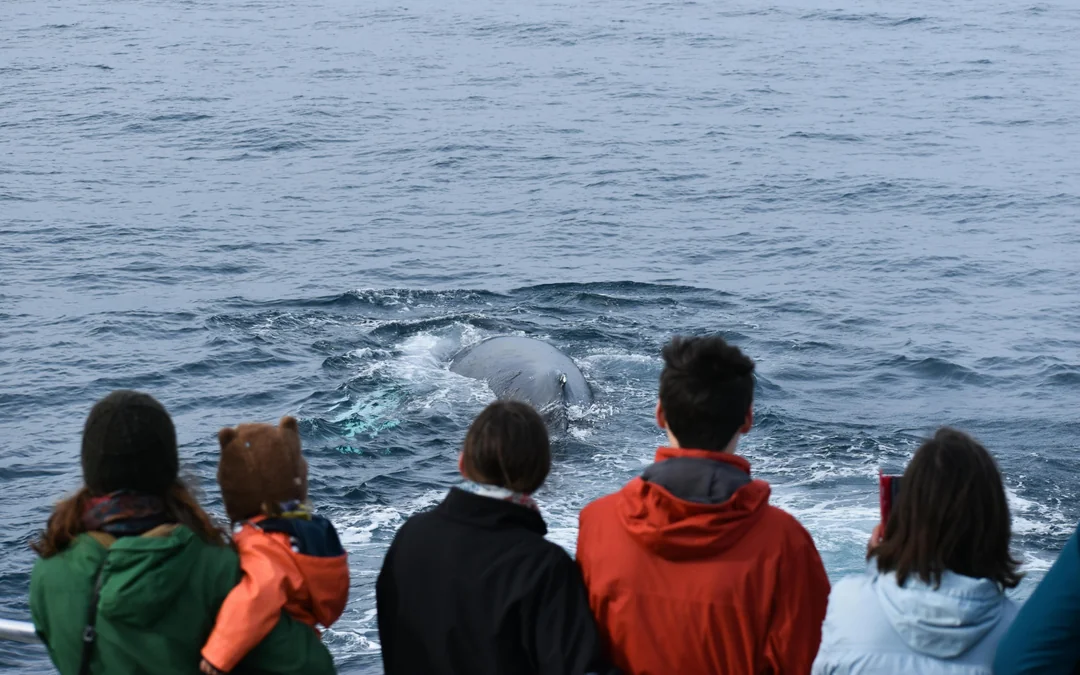 Phillip Island Dolphin & Whale Cruise Image 1