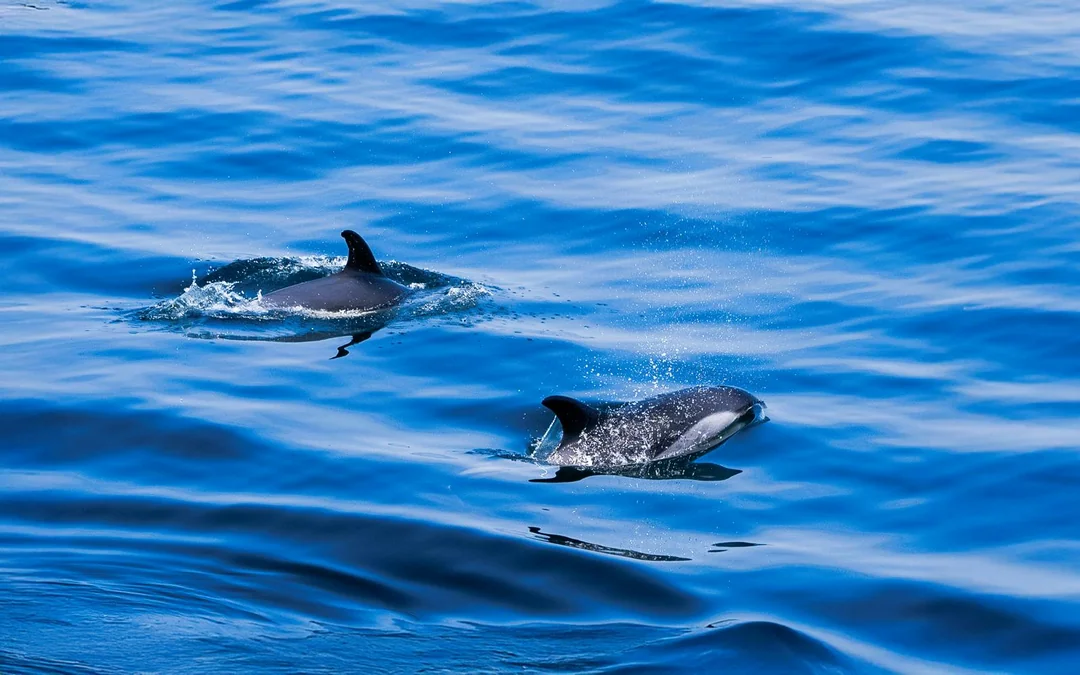 Phillip Island Dolphin & Whale Cruise Image 5