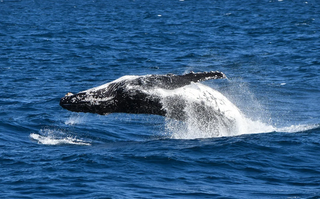 Phillip Island Dolphin & Whale Cruise Image 6