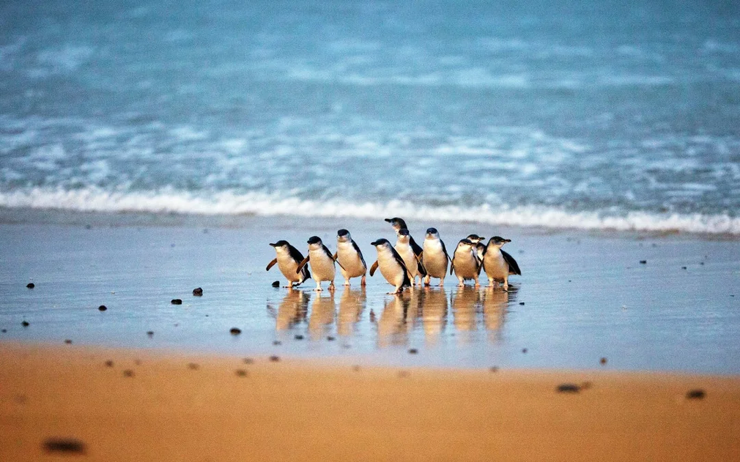 Phillip Island Nature Parks Penguin Parade Tickets Image 1