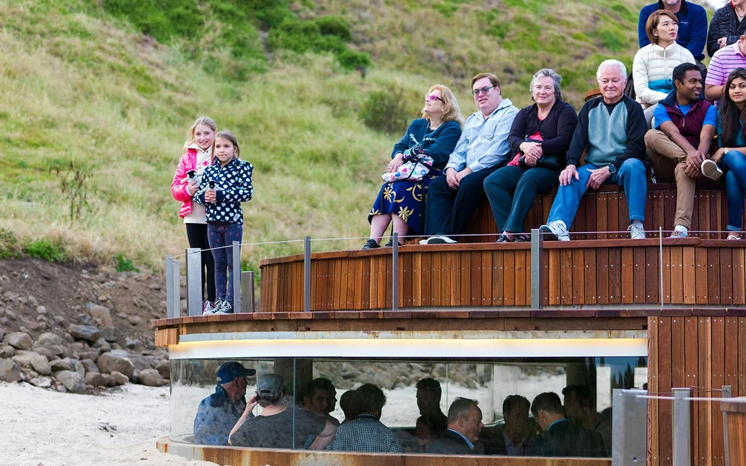 Phillip Island Nature Parks Penguin Parade Tickets Image 3
