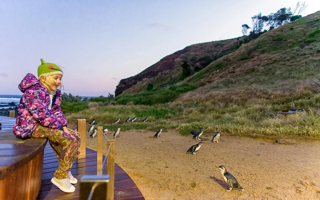 Phillip Island Nature Parks Penguin Parade Tickets Image 4