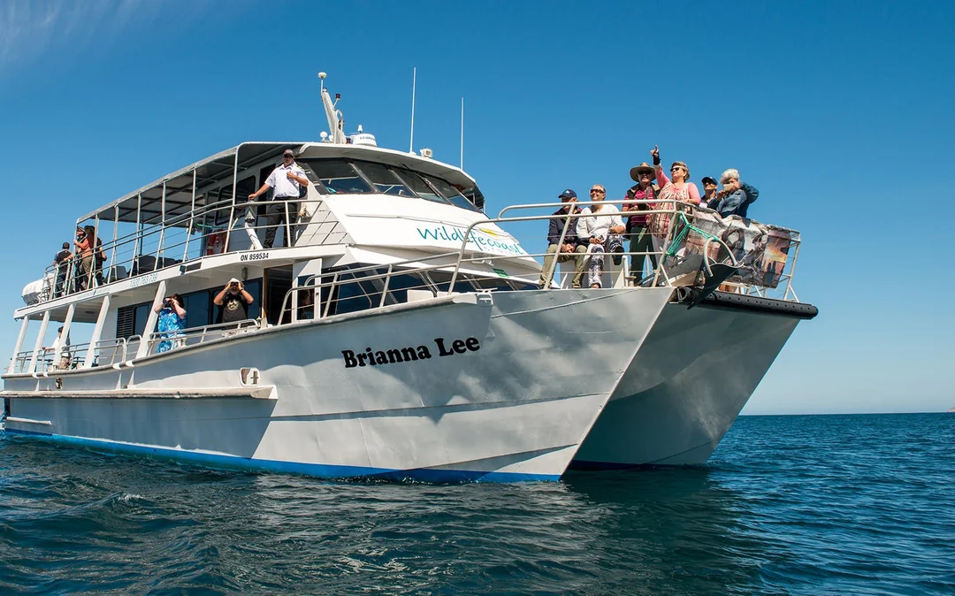 Phillip Island Winter Whale Cruise with Morning Tea Image 1