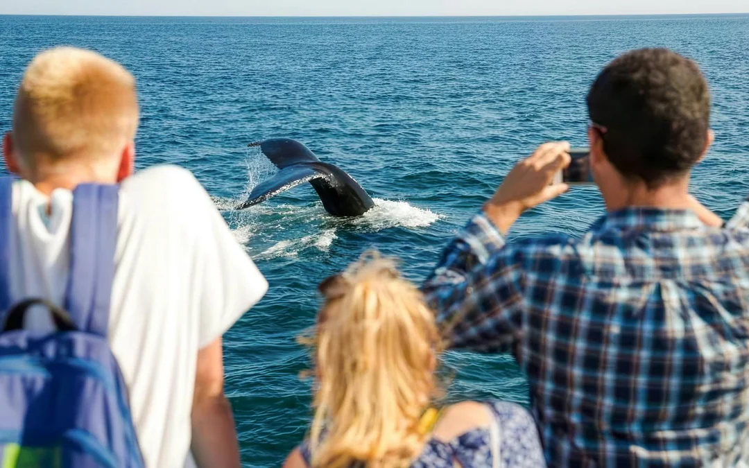 Phillip Island Winter Whale Cruise with Morning Tea Image 4