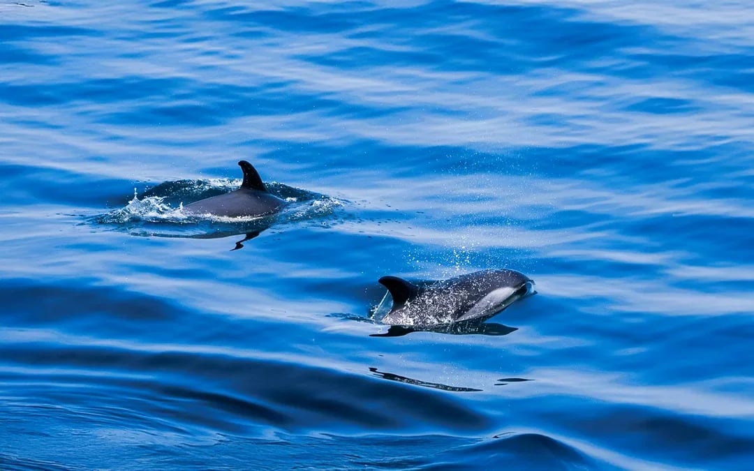 Phillip Island Winter Whale Cruise with Morning Tea Image 5