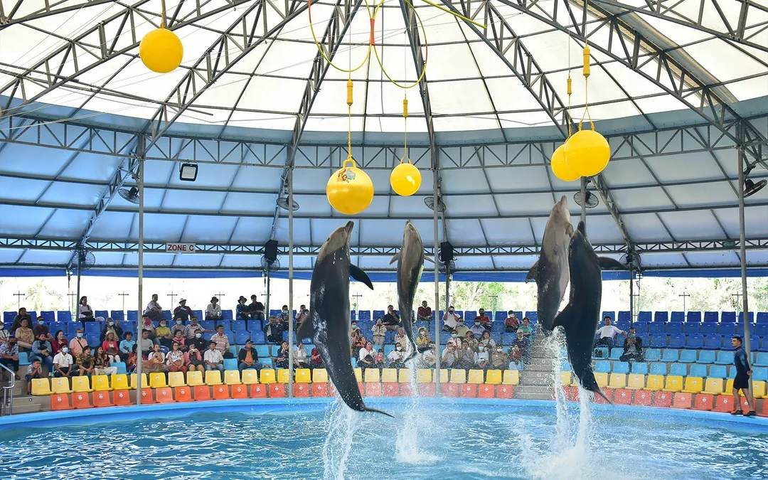 Phuket Dolphin Show Tickets: Foreigners Image 3