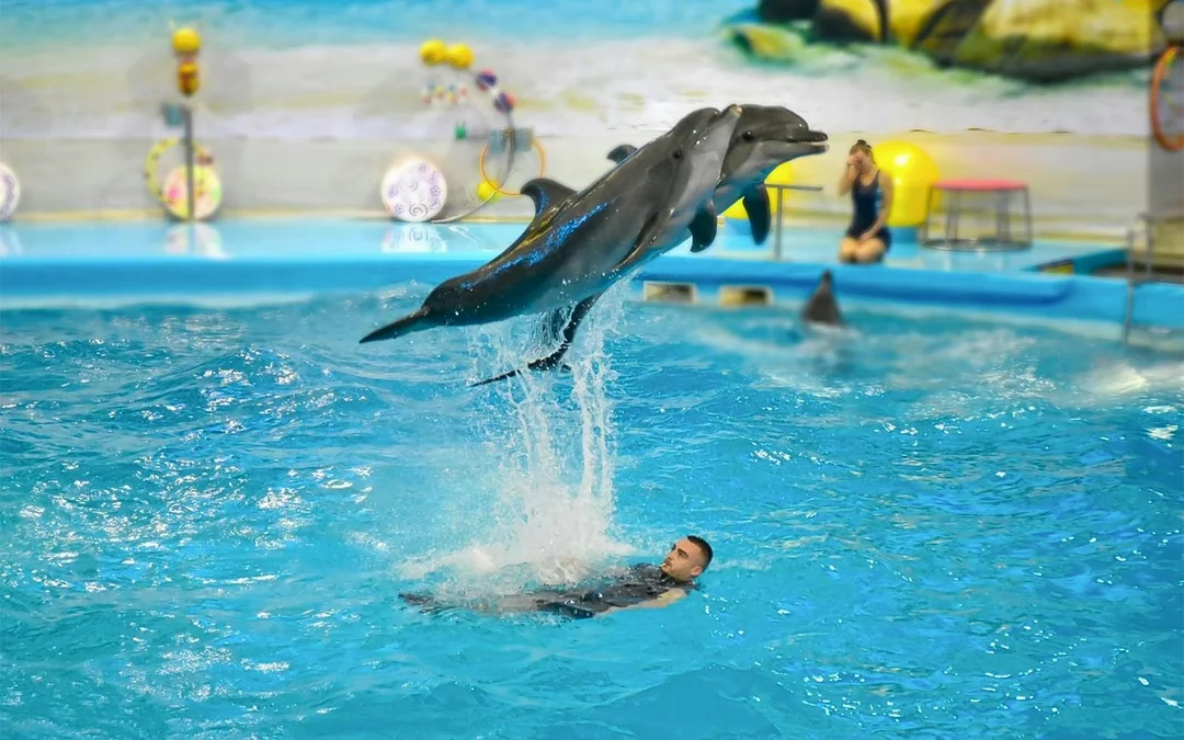 Phuket Dolphin Show Tickets: Foreigners Image 4