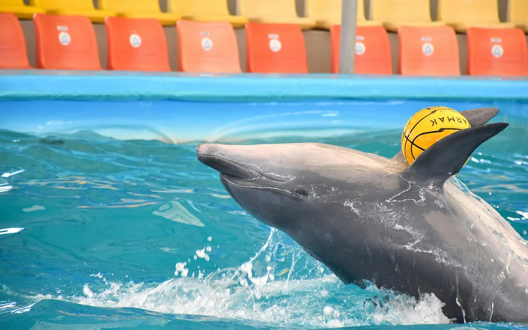 Phuket Dolphin Show Tickets: Foreigners Image 5